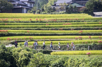 Terraced Rice Fields in Shiraishino